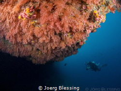 Diver under soft coral by Joerg Blessing 
